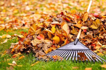 depositphotos_16942183-stock-photo-fall-leaves-with-rake.jpg depositphotos_16942183-stock-photo-fall-leaves-with-rake.jpg