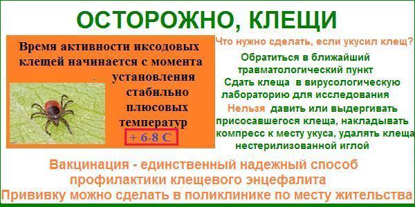 Клещевой энцефалит на сайт.jpg